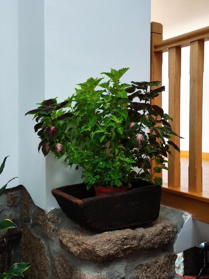 Отель Zimao Garden House Вила-Пока-ди-Агиар Экстерьер фото